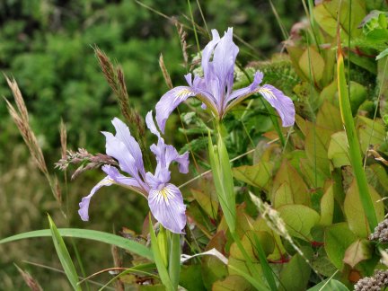 Oregon Blue Iris